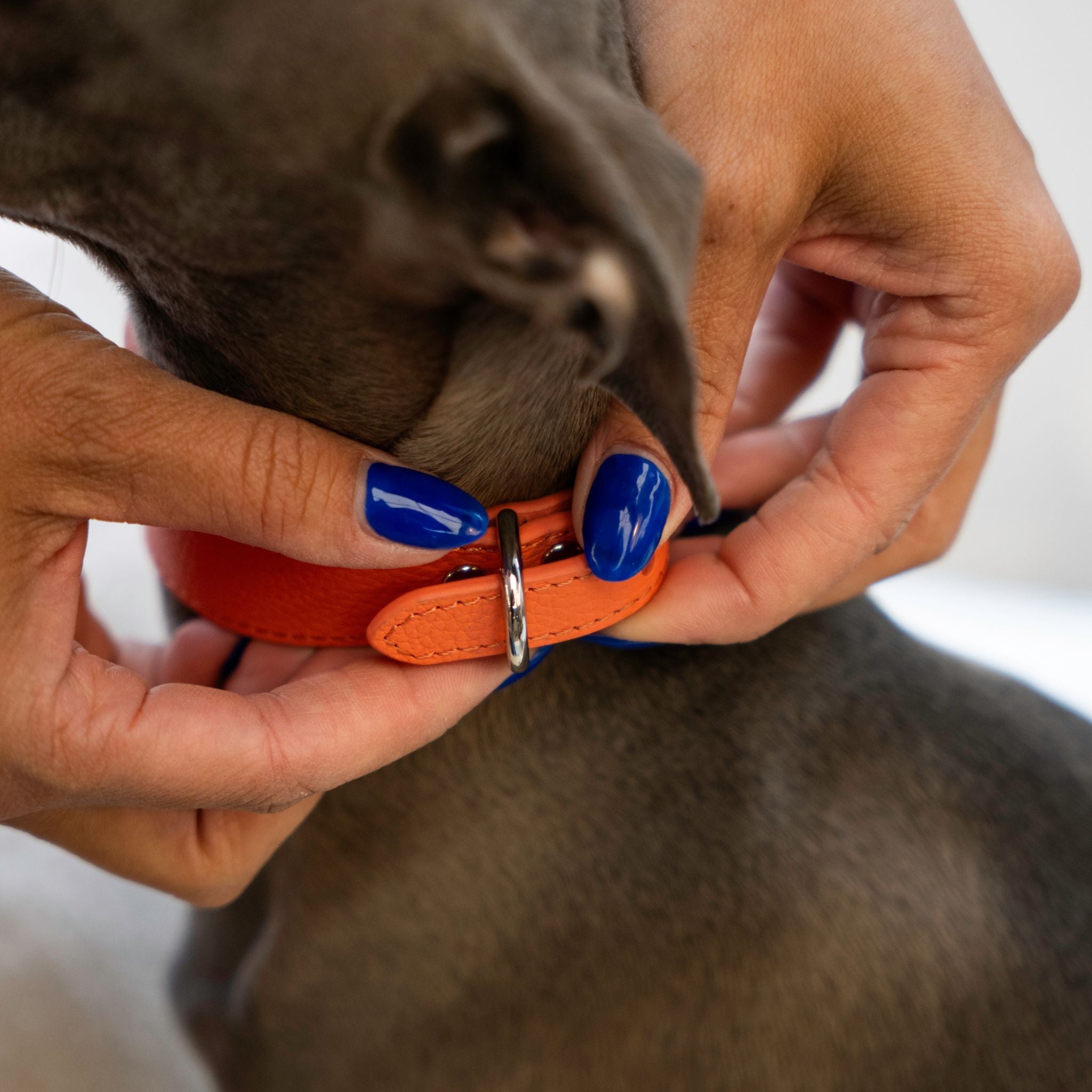 Greyhound Collars
